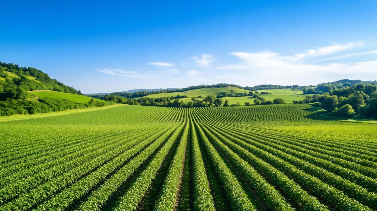 Direct Farm Sourcing